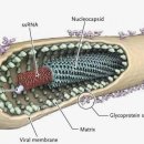 " 미국, 에볼라 제조와 인간 대상 실험 " 美 교수 이미지