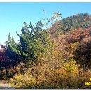 내서면 노류리 Daum카페