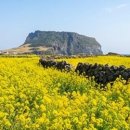 사계 돌담숲 | 3월 제주도 가볼만한곳 동쪽 서쪽 필수 여행코스 7곳 정리