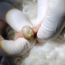 페트로 동물병원 이미지