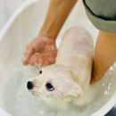 댕이샤워 이미지