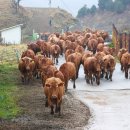 국립축산과학원 한우연구소 이미지