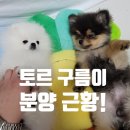 댕집사장 포메라니안 이미지