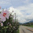 무궁화100리길 이미지