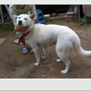 진도개천국 이미지