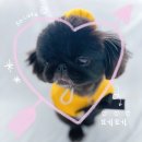 개린이세상 이미지