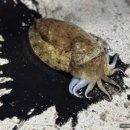 삼봉3리 마을회관 | 완도 약산도 갑오징어 낚시 포인트 성공적인 11월 탐사