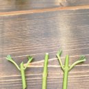 푸른꽃방 이미지