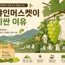 사과꽃필무렵 농업회사법인 주식회사 | 샤인머스켓이 일반 포도보다 비싼 이유 — 재배 현장에서 직접 보고 왔습니다