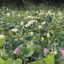 섬말공원 이미지