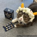 맥스동물병원 | 🐱 고양이 · 강아지 유산균 내돈내산 후기 — 닥터페렌들리 맥스바이옴 솔직 리뷰