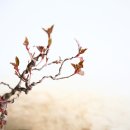 문인풍 중국가막살나무 소품입니다. 일단 꽃은 많이 왔고.....열매를 달면 더 멋질것 같습니다. 이미지