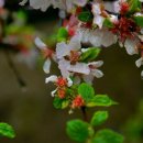 경상감영공원 벚꽃과 앵두나무 이미지