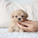 퍼피당강아지 안산본점 이미지