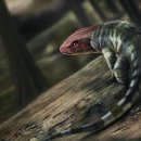 오리진] 호주의 발자국 화석, 육상동물의 기원 앞당기다 이미지