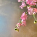 플레르퍼피 이미지