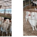 신전농장 이미지