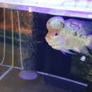 하나로 플라워 수족관 이미지