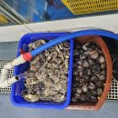 죽변수협회센타 | [인천 영흥도] 영흥 수협 회센터 "이백분" 조개&amp;석화 후기