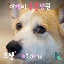 더케이 동물병원 이미지