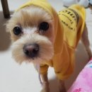 본오365동물병원 이미지