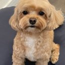 뽀도독 이미지