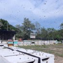 효선농장 이미지