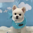 몽쉘 그루밍 이미지