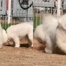 댕댕이# 이미지