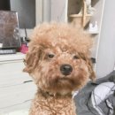 키워주시개 이미지