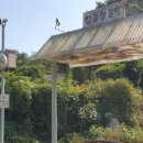 항동푸른숲동물병원 | 가을에 방문하면 좋은 항동철길, 푸른수목원 다녀온 후기