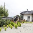 새금다정자 이미지