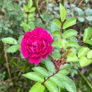 장미정원 이미지