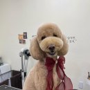 비마인 독 이미지