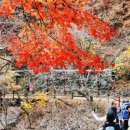 (주)황성 | 황성배명장 - 가을 주왕산 후기' 추억되다 - 이번주 단풍 예약 적기 - 주왕산 단풍 대란이다 ㅠㅠ