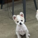 스프링댕댕 이미지