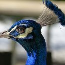 내품에동물병원 이미지