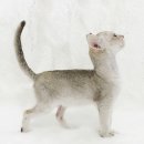 My Love Cat(마이러브캣) 이미지