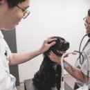 헬로동물병원 이미지