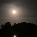 소나무를 품다 이미지