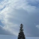 나무사이로 햇살이 | [일본] 삿포로 여행 일정 2일차 : 비에이투어, 나홀로나무, 탁신관