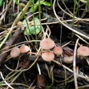 부들공원 이미지