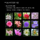 염소(CI)와 불소(F)에 민감한 식물들 이미지