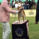 이누아이 이미지