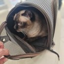 해피트리 동물병원 | [고양이 발치수술, 스케일링] 충북혁신도시 모리네동물의료센터 추천