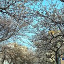 한천길-4 | 제주 전농로 왕벚꽃축제 공항 근처 벚꽃명소 아이랑 가볼만한 곳