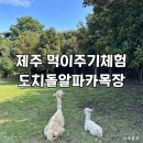 알파카 펜션 | [제주도 애월] 도치돌알파카목장 :: 아이와 함께 먹이주기 체험(통나무파크 펜션 할인 포함)