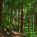 축령산 산소길(1구간) 이미지