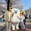 구반성역 자전거도로쉼터 | 2026 여의도 벚꽃축제 :: 봄바람 휘날리며~ 걷는 여의도 벚꽃길🌸(4/4 후기)
