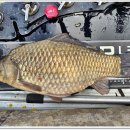 붕어의 신 이미지